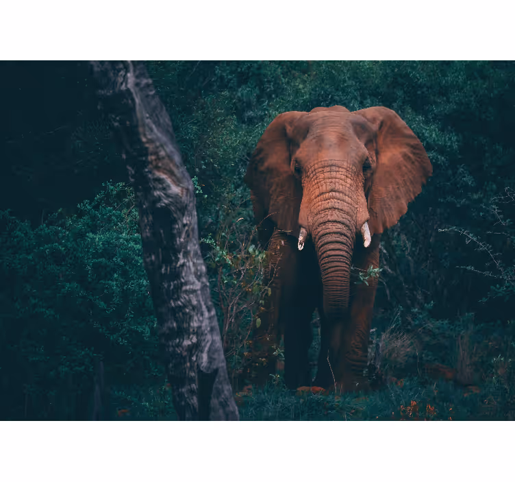 Animals wall mural majestic elephant presence - TenStickers
