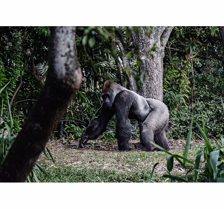 Animals wall mural majestic gorilla strolling - TenStickers