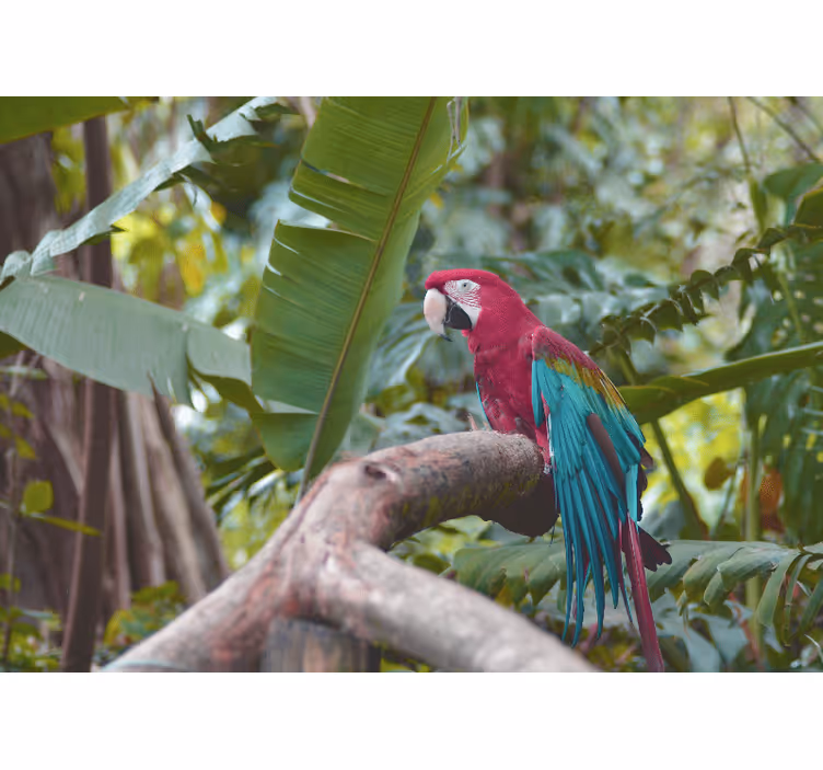 Animals wall mural colorful macaw parrot - TenStickers