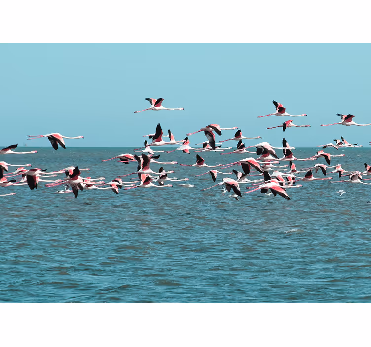 Animals wall mural flamingos over water - TenStickers