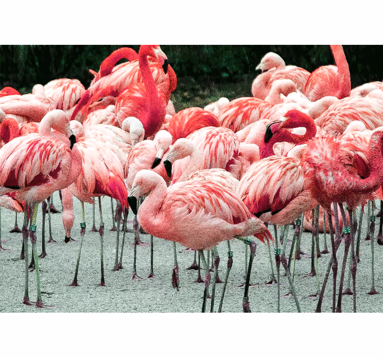 Animals wall mural flamingo flock - TenStickers