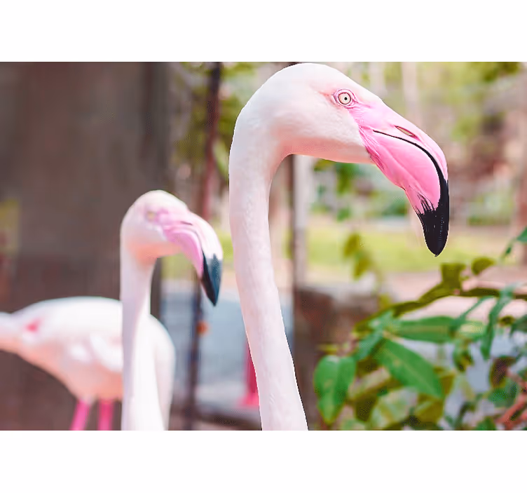 Animals wall mural elegant flamingo duo - TenStickers