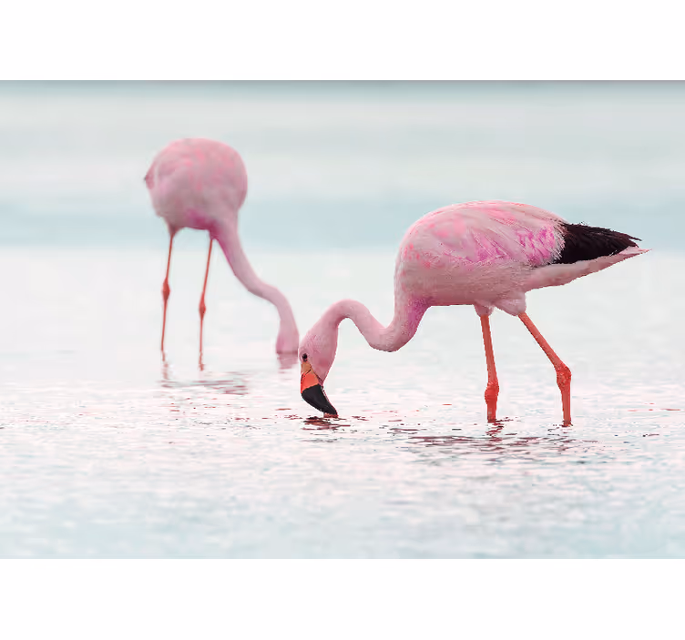 Animals wall mural flamingo feeding scene - TenStickers