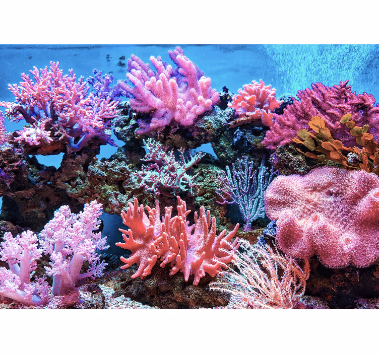 Aquatic Coral Scene under the sea wall mural - TenStickers