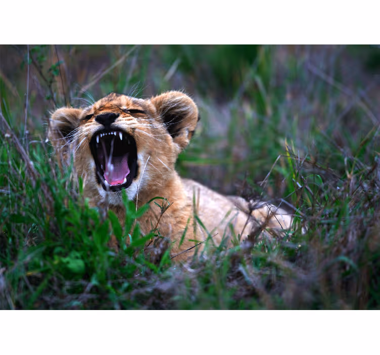 Lion wall mural roaring lion cub - TenStickers