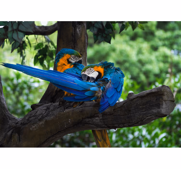 Animals wall mural colorful macaw pair - TenStickers