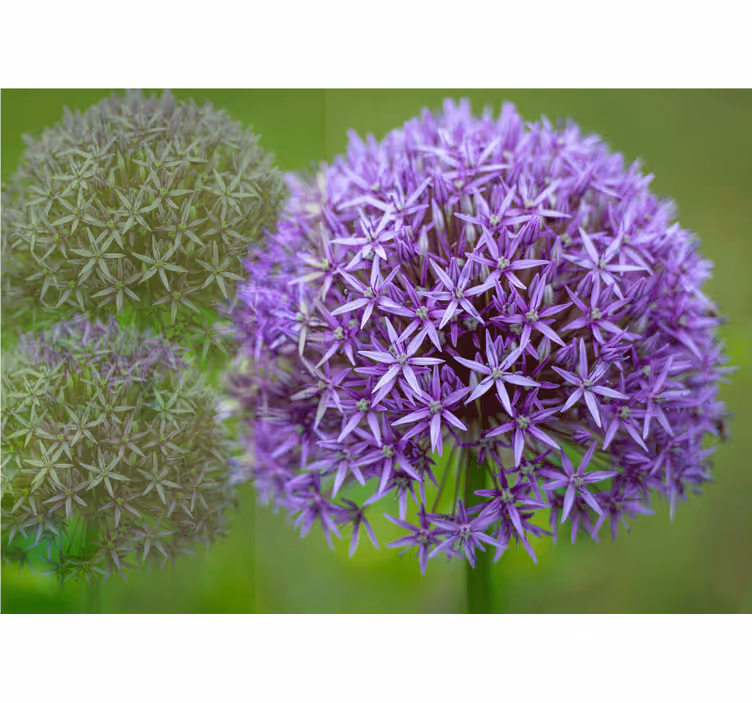 Poppy wall mural purple floral design - TenStickers