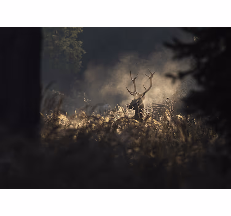 Animals wall mural regal elk silhouette - TenStickers