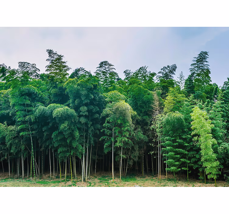 Wall mural nature bamboo forest landscape - TenStickers