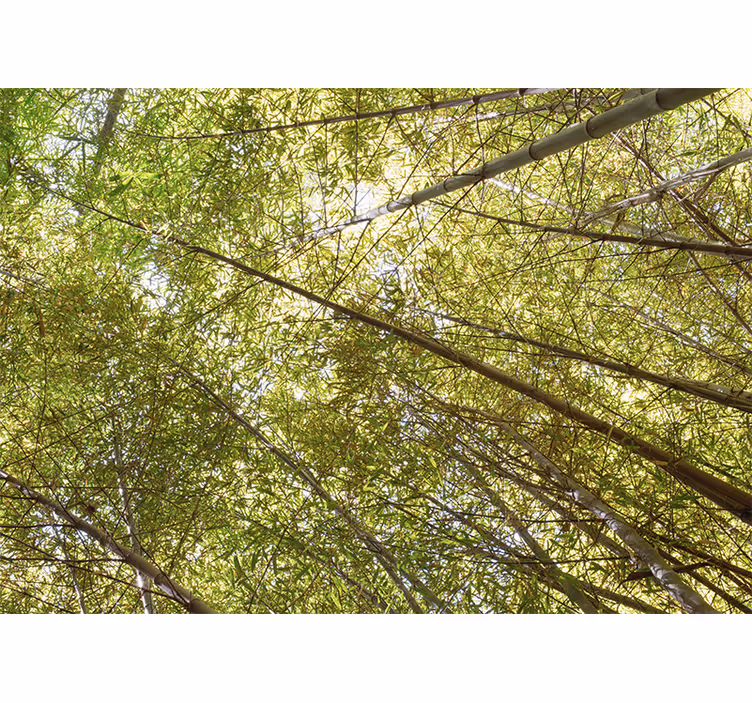 Bamboo wall mural bamboo canopy view - TenStickers