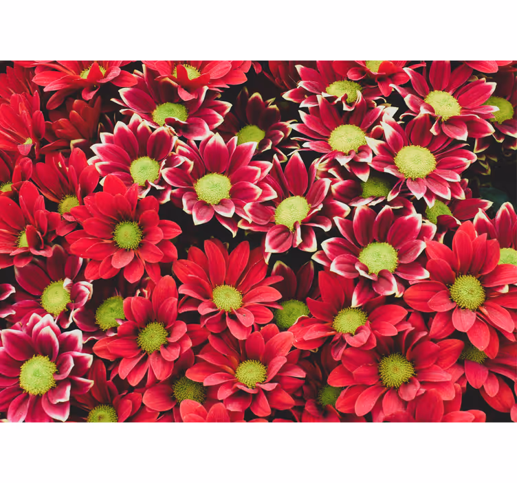 Flower wall mural crimson blossom arrangement - TenStickers