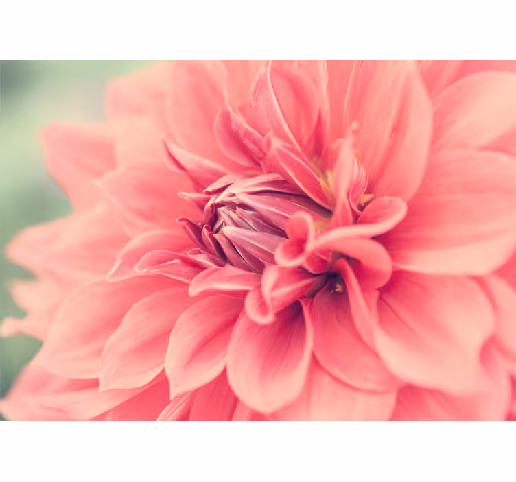 Vibrant pink blossom flower wall mural - TenStickers