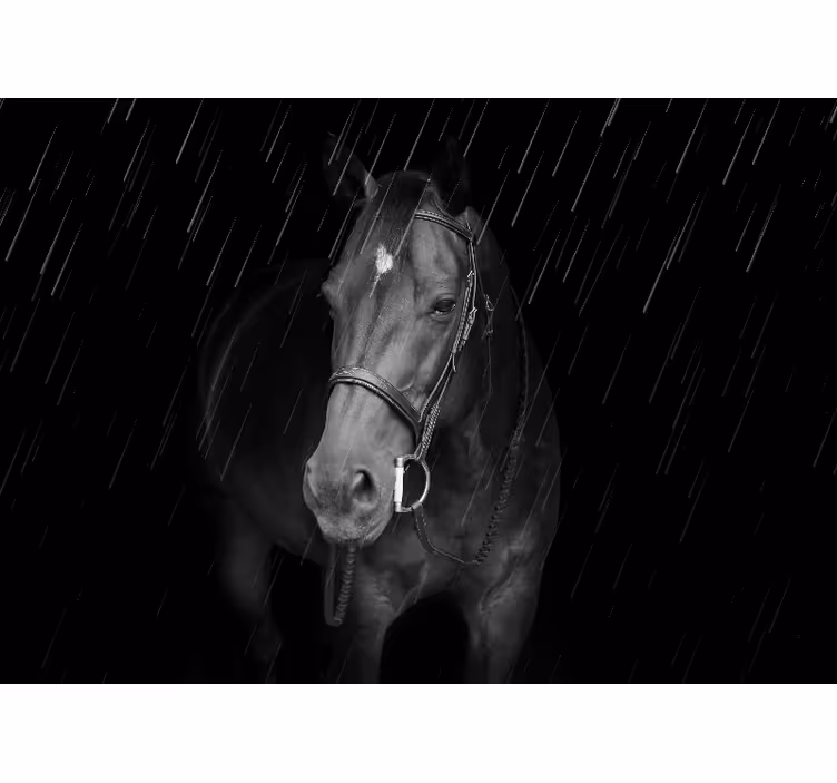 Animals wall mural regal equine portrait - TenStickers
