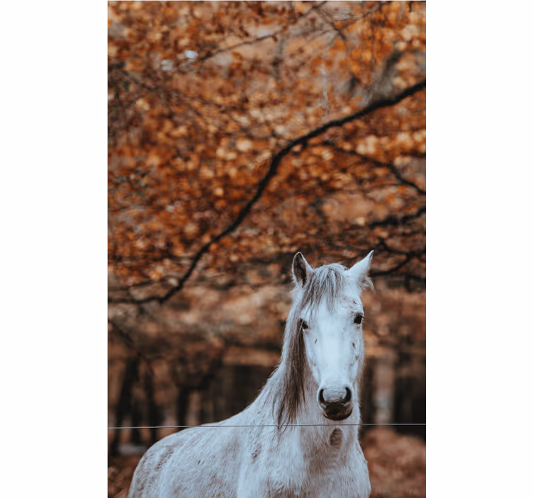 Majestic White Horse animals wall mural - TenStickers