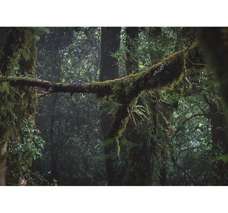 Forest wall mural lush green canopy - TenStickers