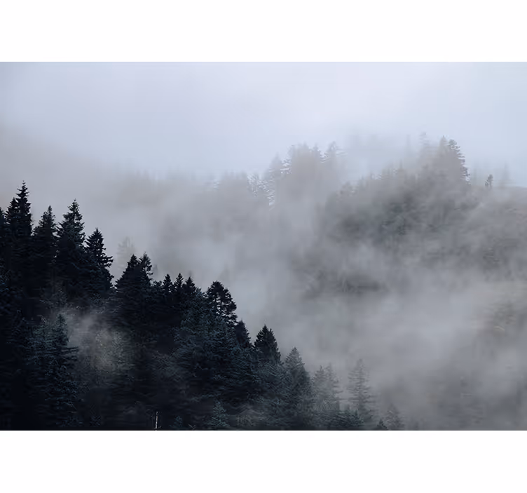 Misty humid landscape forest bedroom wallpaper - TenStickers