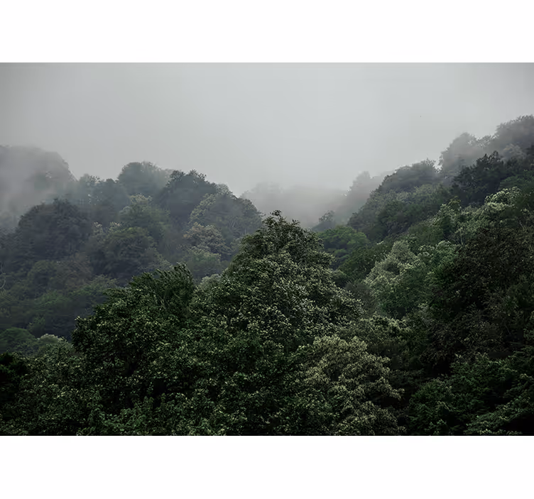 Misty landscape forest wall mural - TenStickers