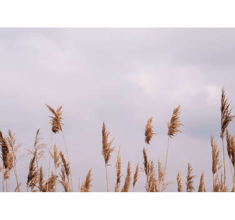Wall mural trees tall grass silhouettes - TenStickers