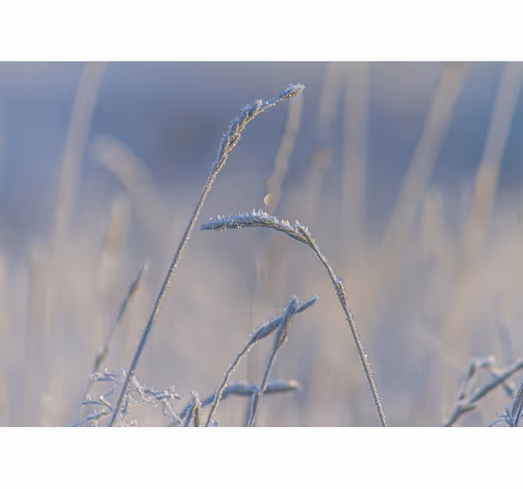 Wall mural nature frosty grass tips - TenStickers