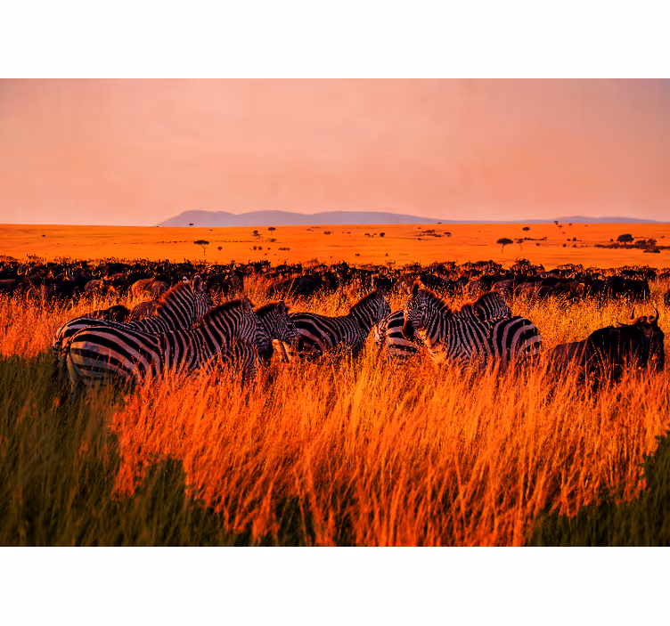 Nature wallpaper zebras in the serengeti - TenStickers