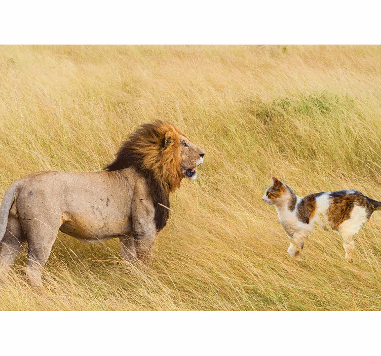 Lion wall mural lion encounter with cat - TenStickers