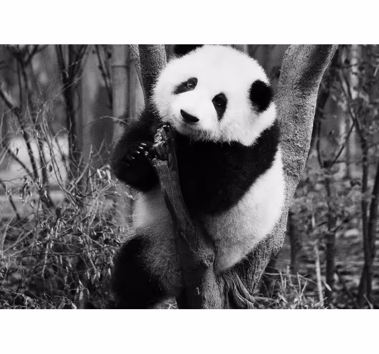 Animals wall mural panda in the tree - TenStickers
