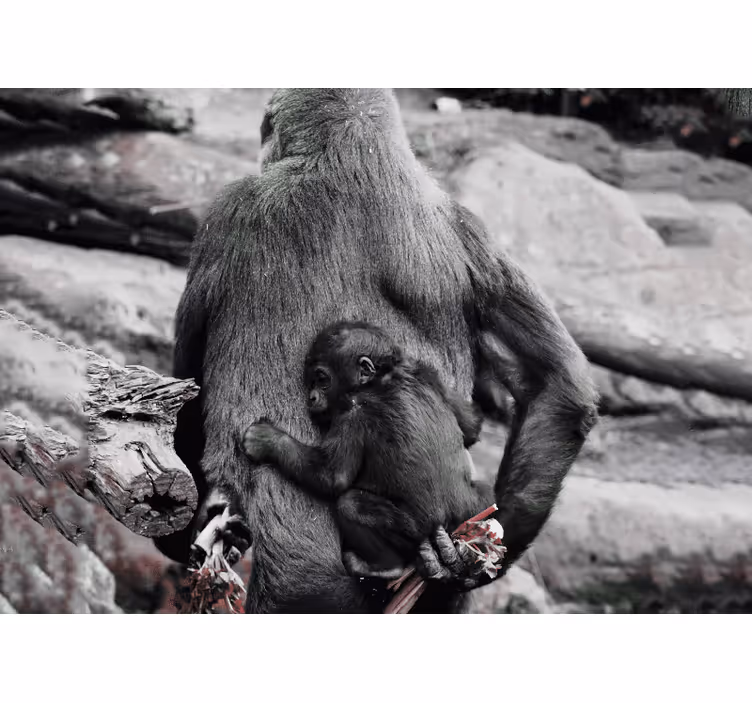 Mother and baby gorilla animals wall mural - TenStickers