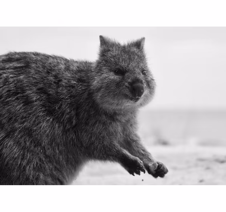 Animals wall mural close-up wombat expression - TenStickers
