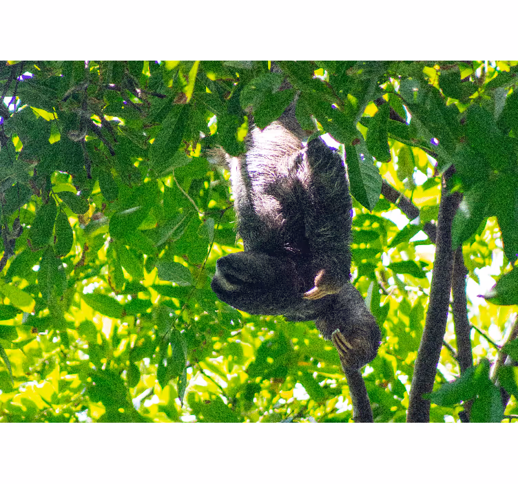 Animals wall mural sloth in greenery - TenStickers