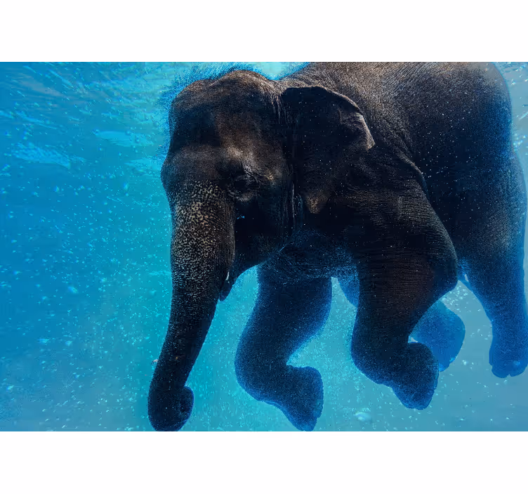Under the sea wall mural underwater elephant - TenStickers