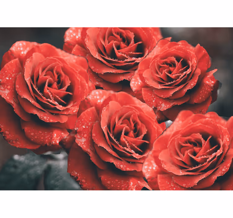 Flower wall mural crimson rose blossoms - TenStickers