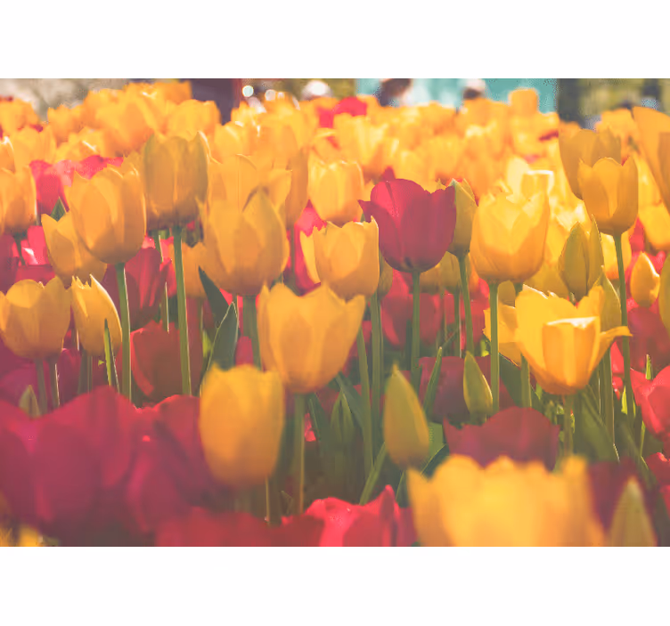 Flower wall mural tulip blossom fields - TenStickers