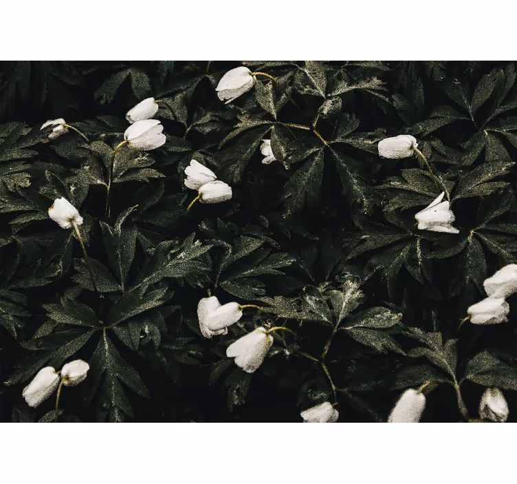 Gentle white flowers flower wall mural - TenStickers