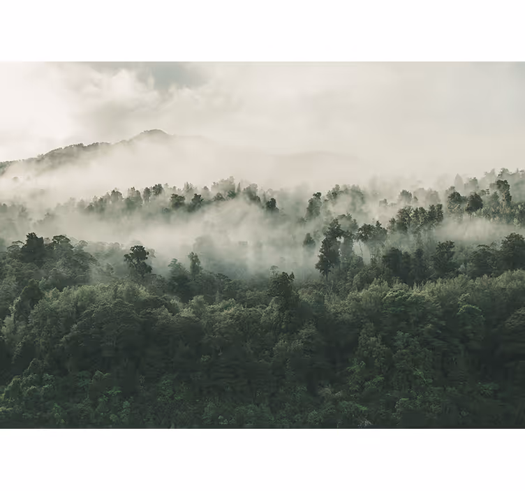 Wall mural nature misty woodland scenery - TenStickers