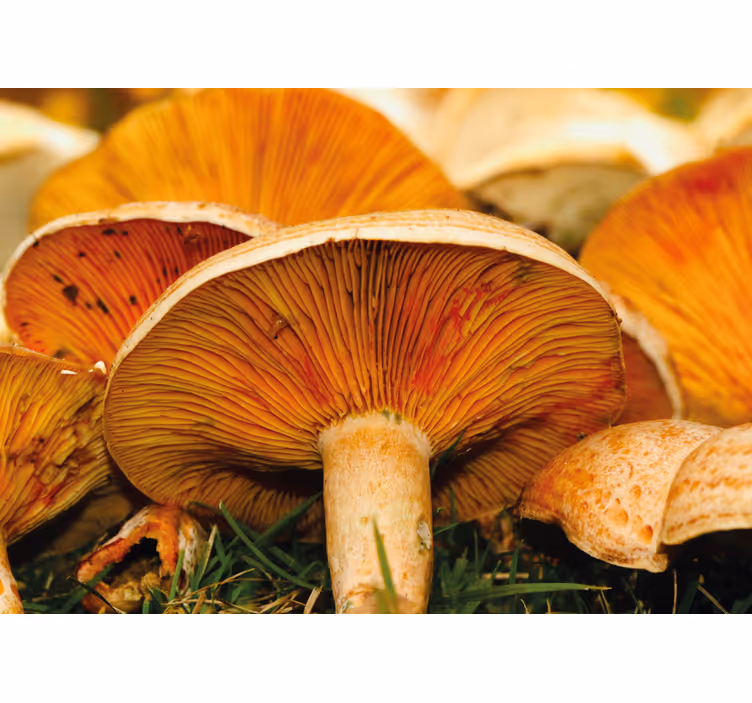 Flower wall mural mushroom forest scene - TenStickers