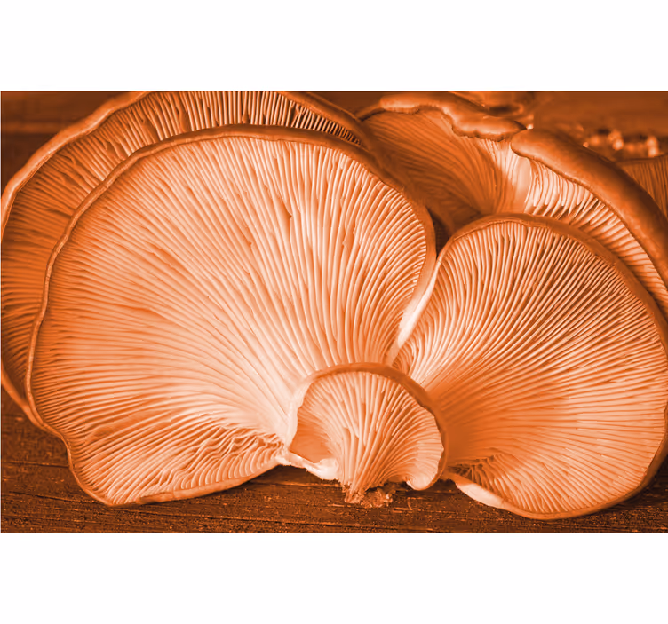 Flower wall mural mushroom texture design - TenStickers