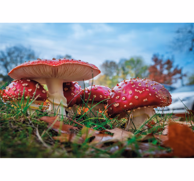 Wall mural nature red mushroom cluster - TenStickers