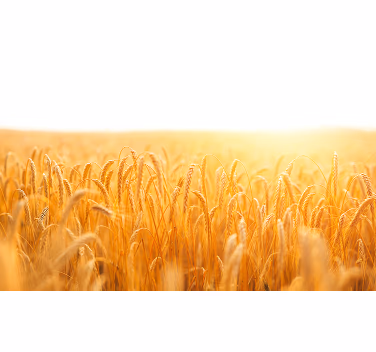 Wall mural nature golden grain meadow - TenStickers