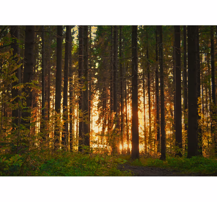 Forest wallpaper sunset tree silhouettes - TenStickers