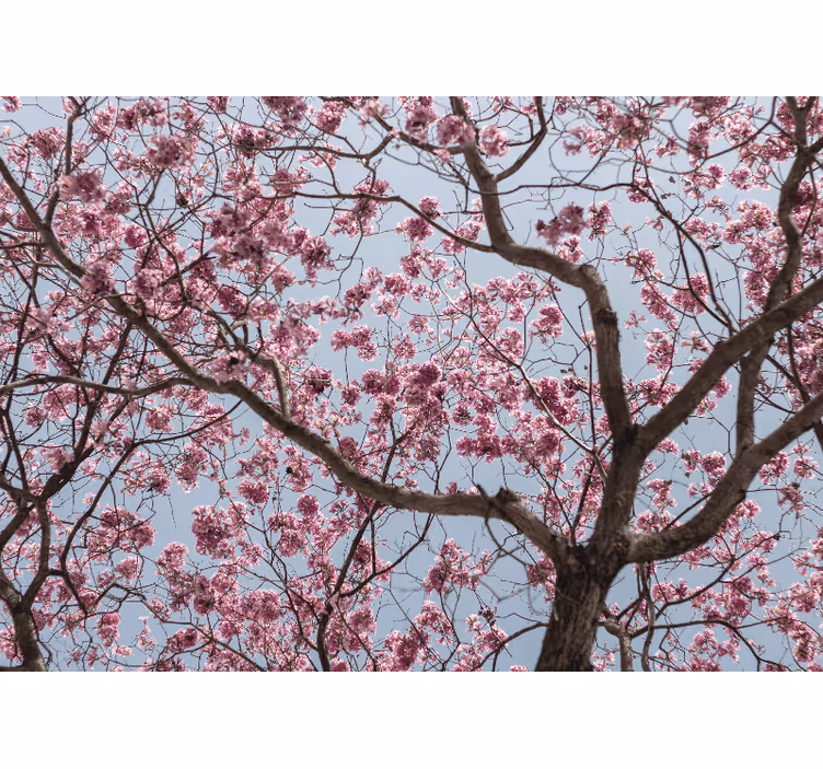 Flower wall mural cherry blossom stem - TenStickers
