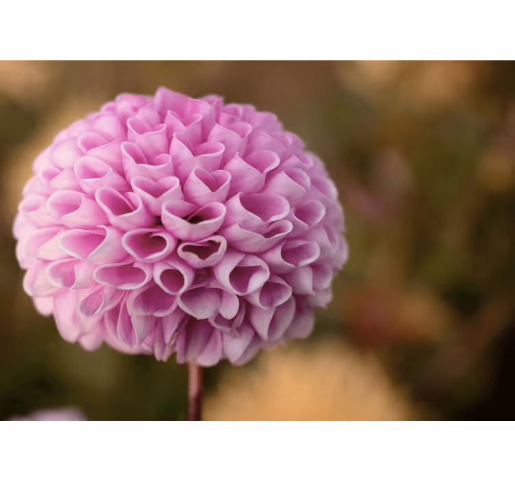 Flower wall mural pink floral sphere - TenStickers