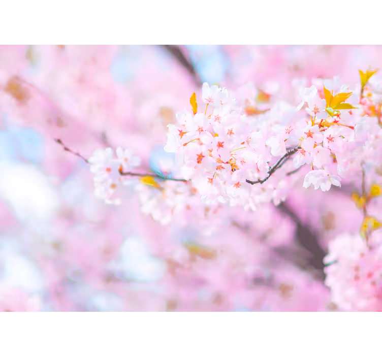 Flower wall mural cherry blossom beauty - TenStickers