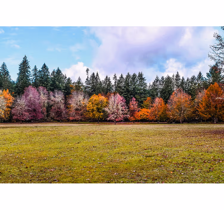 Nature wallpaper colorful autumn forest - TenStickers