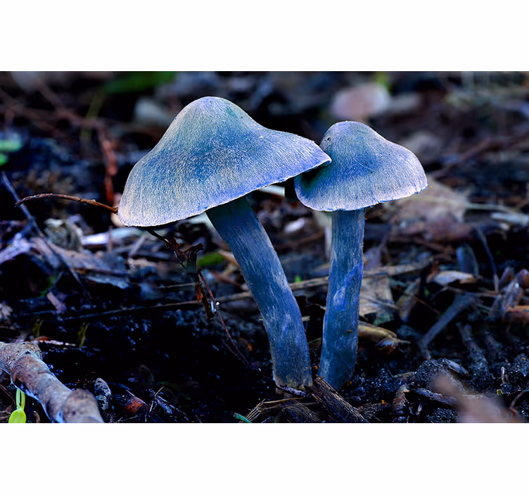Wall mural nature unique mushroom shapes - TenStickers