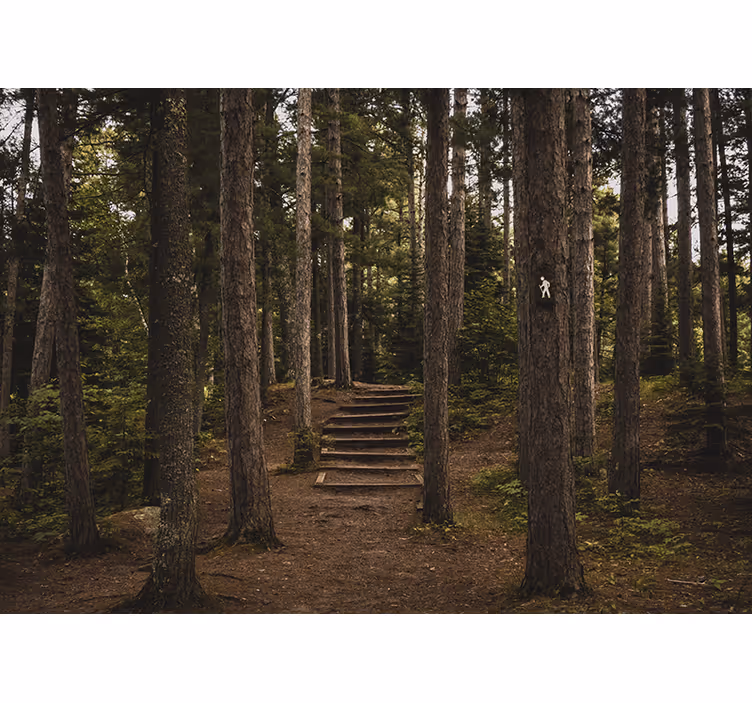Forest wall mural forest pathway serenity - TenStickers