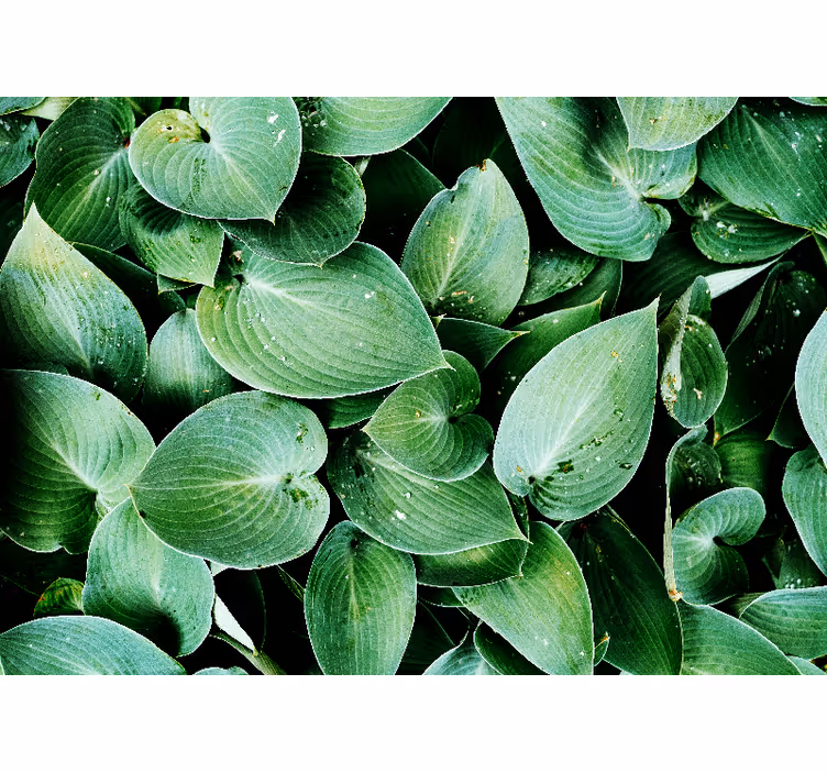 Wall mural nature lush green foliage - TenStickers