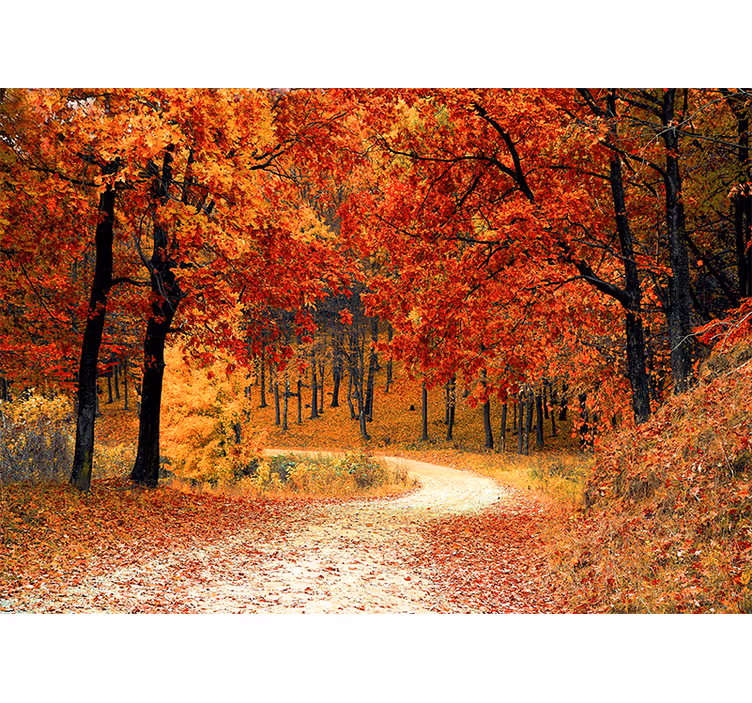 Nature wallpaper autumn woodland pathway - TenStickers