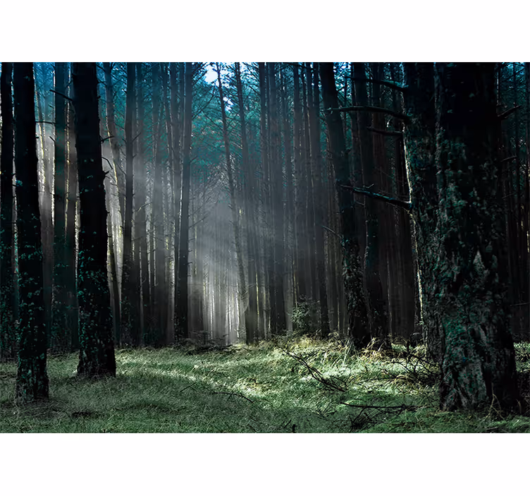 Forest wallpaper radiant forest pathway - TenStickers