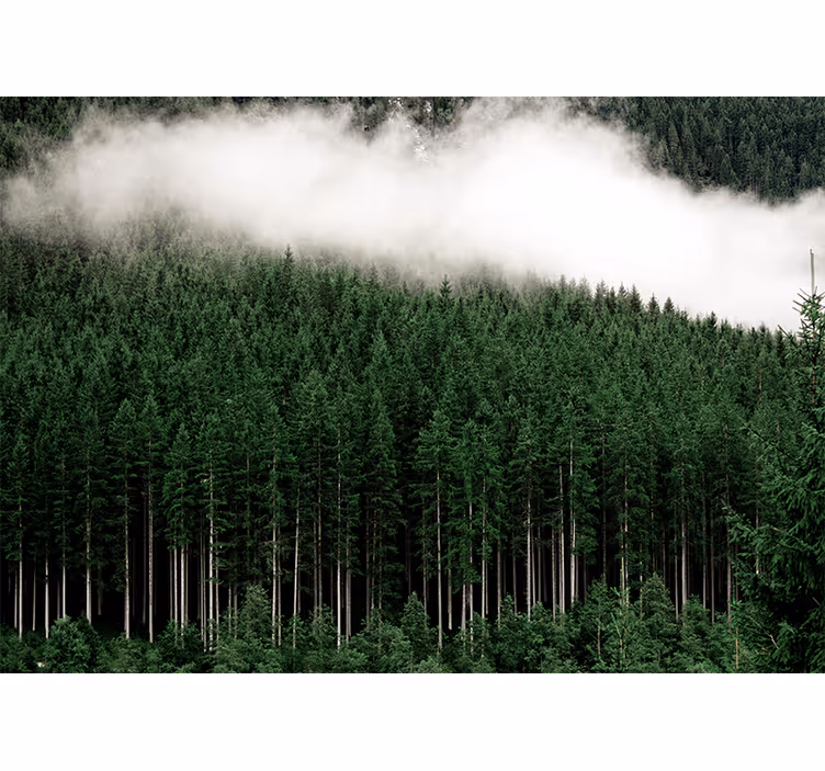 Nature wallpaper majestic forest scenery - TenStickers