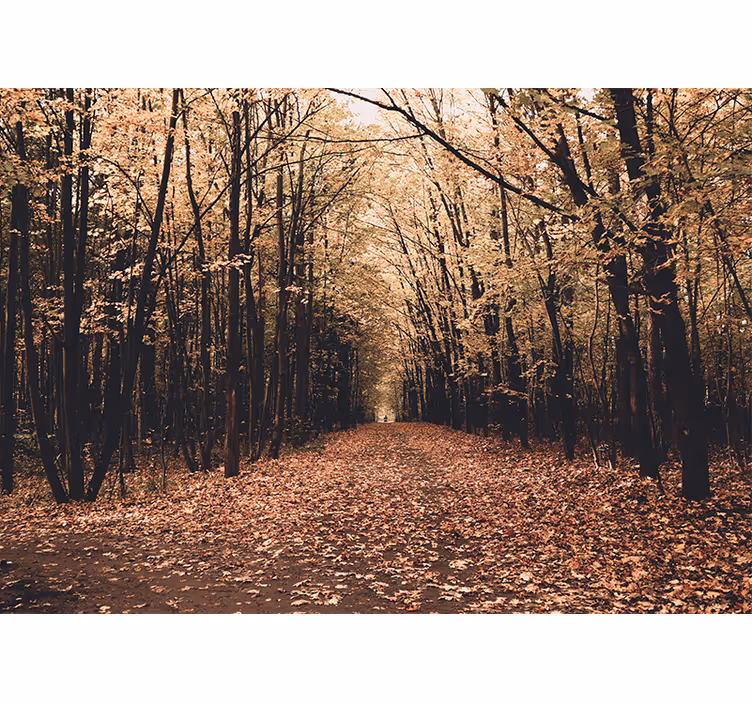 Forest wallpaper autumn pathway view - TenStickers